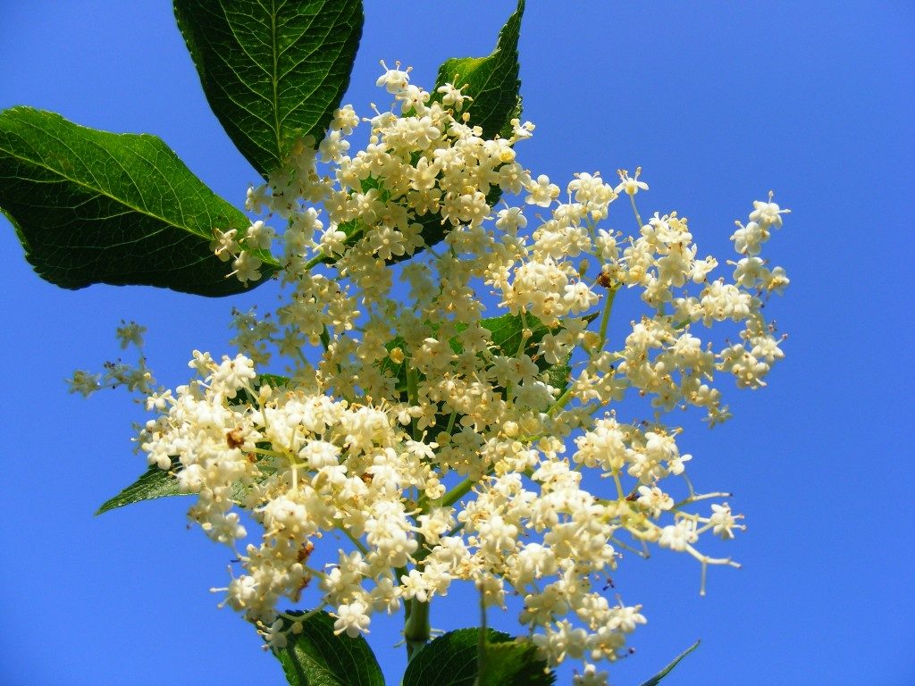 Sambucus-Nigra-Flowers_Elder-Flori-de-soc